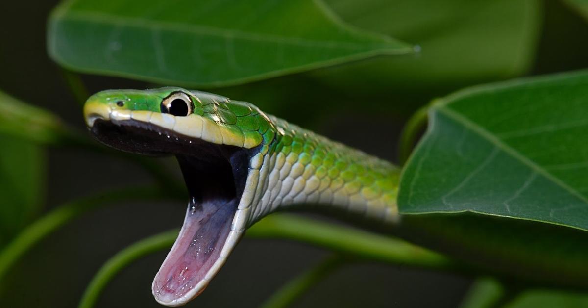 Glimpse of the Smooth Green Snake, known in the scientific community as Opheodrys vernalis.