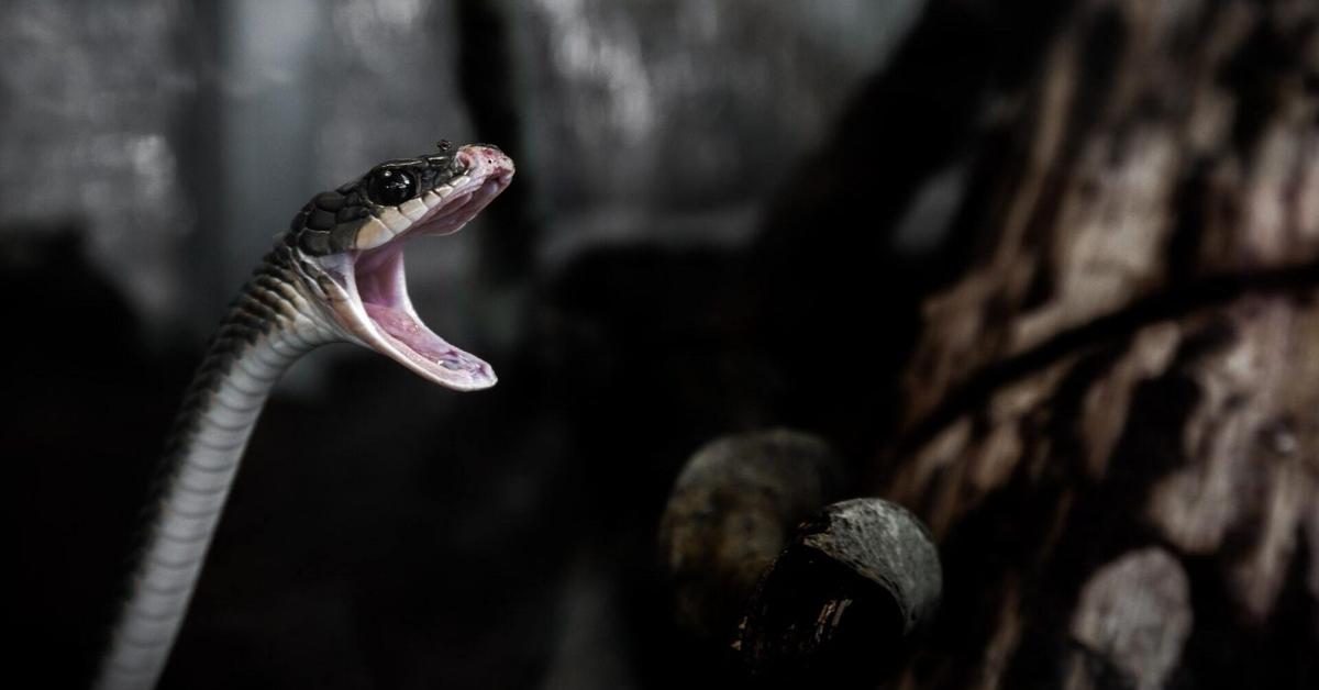 Insightful look at the Sunbeam Snake, known to Indonesians as Ular Sunbeam.