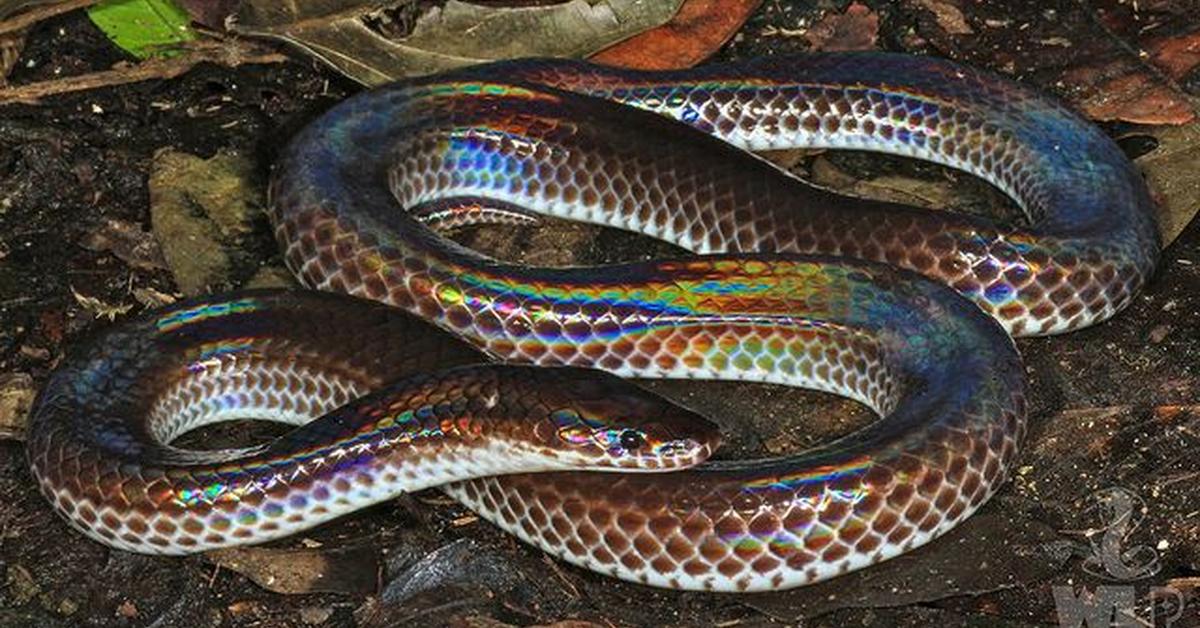 A look at the Sunbeam Snake, also recognized as Ular Sunbeam in Indonesian culture.