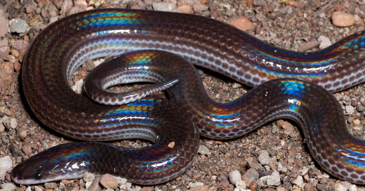 Glimpse of the Sunbeam Snake, known in the scientific community as Xenopeltis unicolor.