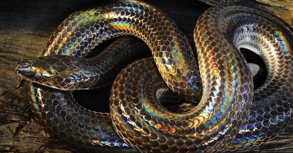 Striking appearance of the Sunbeam Snake, known in scientific circles as Xenopeltis unicolor.