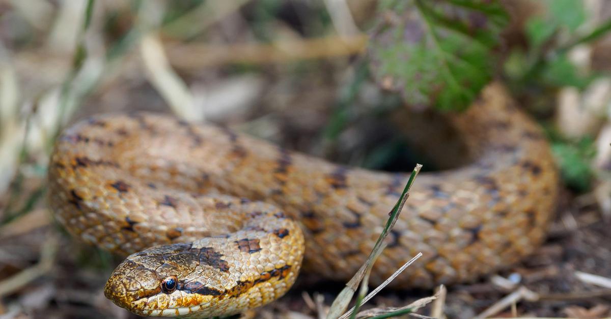 Striking appearance of the Smooth Snake, known in scientific circles as Coronella austriaca.