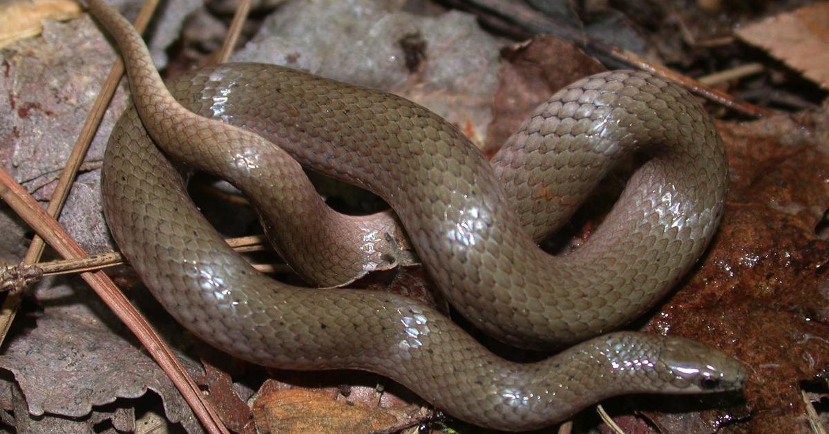 The majestic Smooth Snake, also called Ular Halus in Indonesia, in its glory.