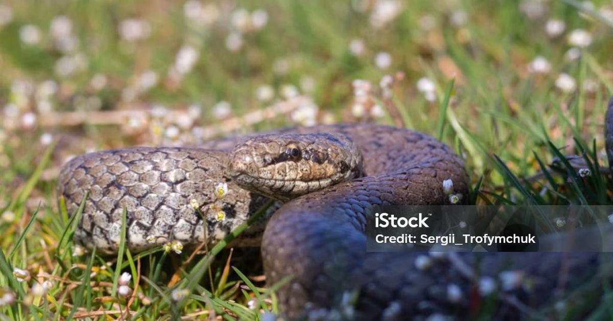 Stunning depiction of Smooth Snake, also referred to as Coronella austriaca.