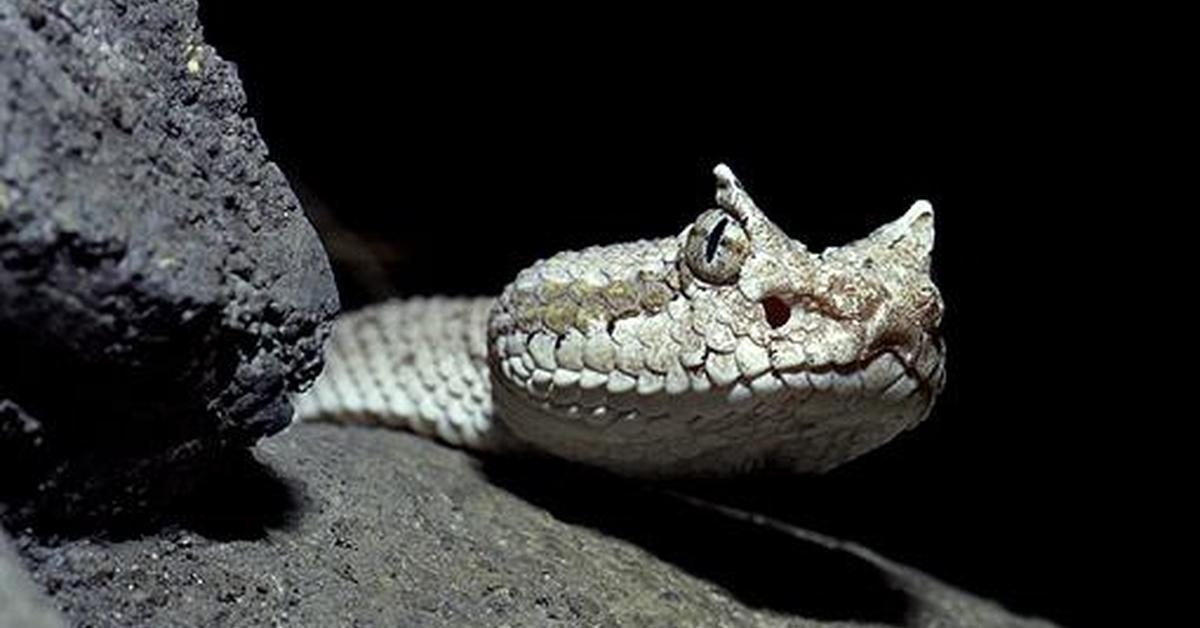 The majestic Sidewinder, also called Ular Sidewinder in Indonesia, in its glory.