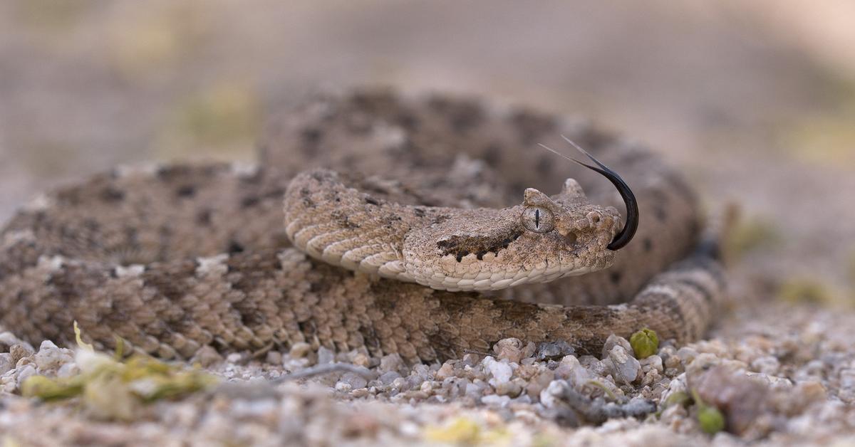 Photogenic Sidewinder, scientifically referred to as Crotalus cerastes.