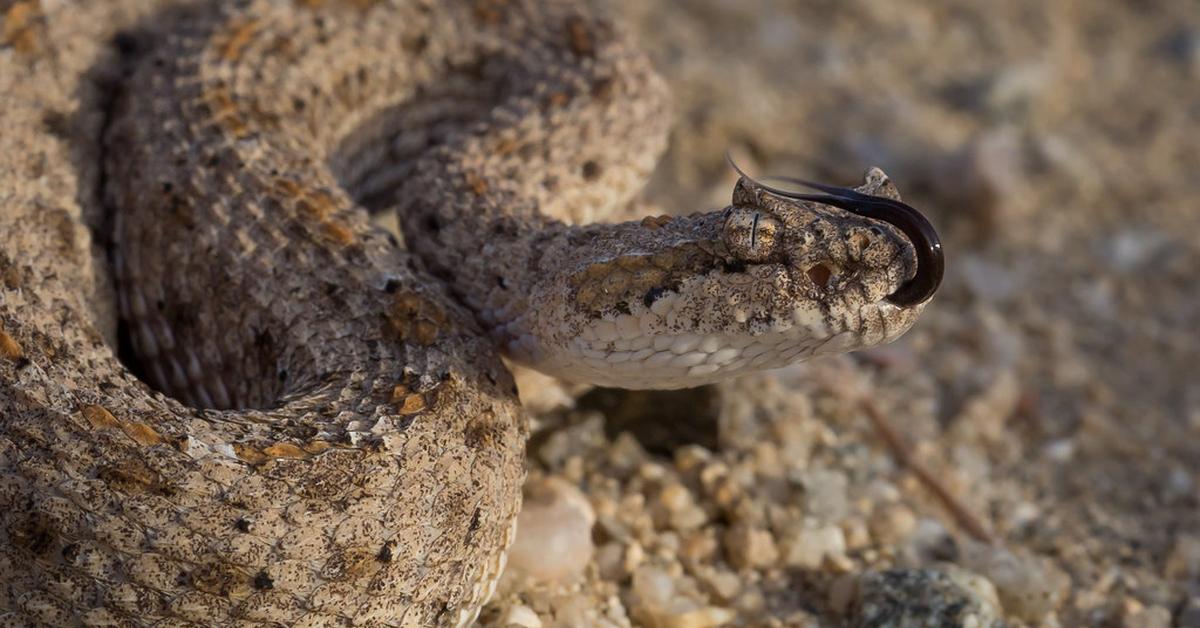 Vivid image of the Sidewinder, or Ular Sidewinder in Indonesian context.