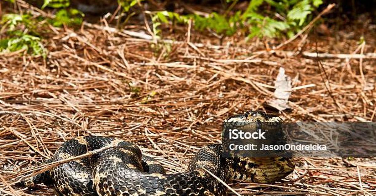 Vibrant snapshot of the Southern Hognose Snake, commonly referred to as Ular Hognose Selatan in Indonesia.