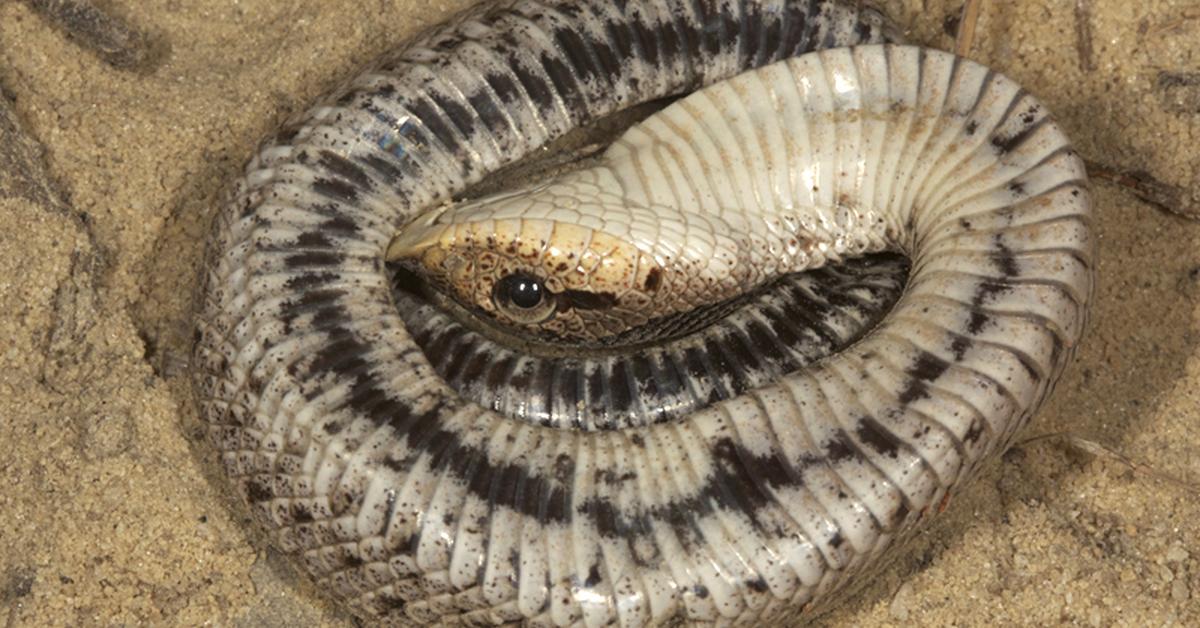 Photograph of the unique Southern Hognose Snake, known scientifically as Heterodon simus.