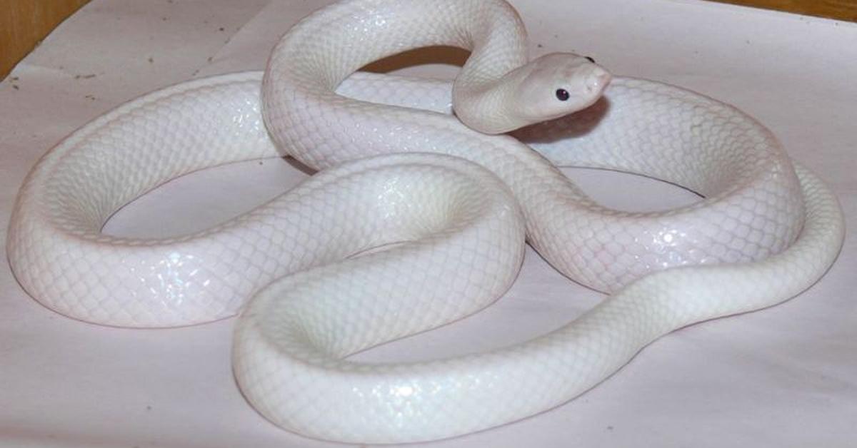 Iconic view of the Southern Hognose Snake, or Heterodon simus, in its habitat.