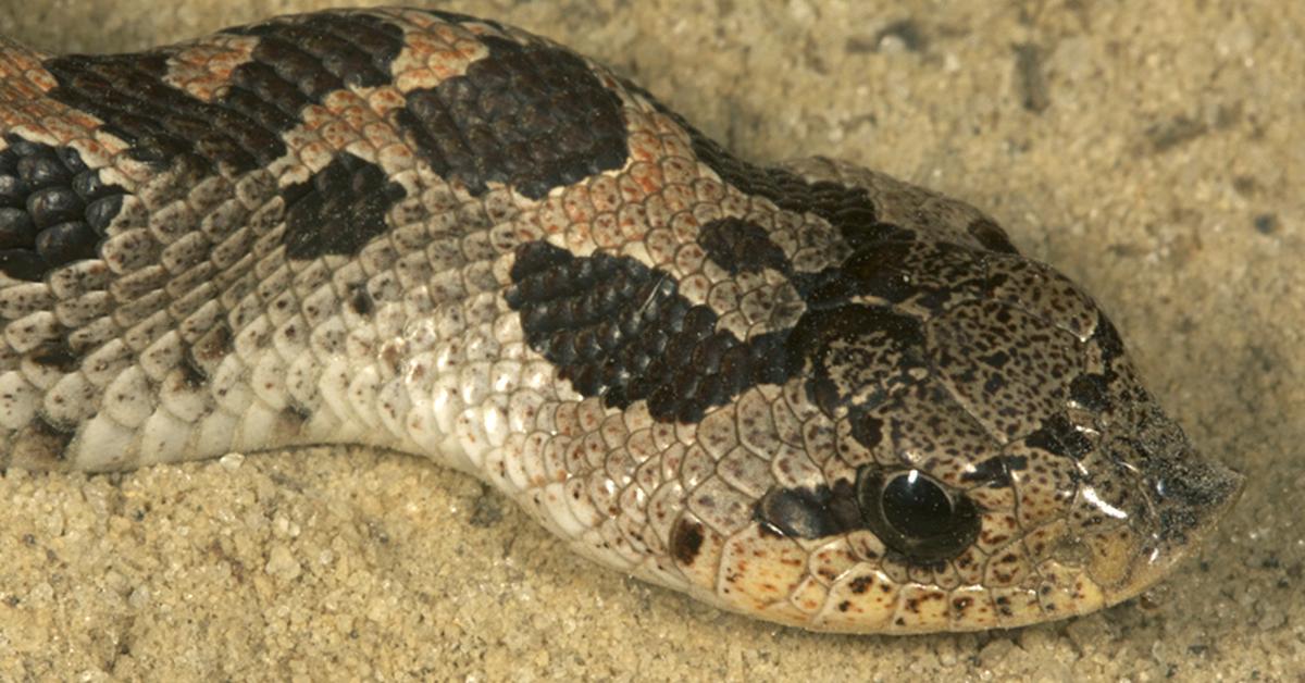 Elegant Southern Hognose Snake in its natural habitat, called Ular Hognose Selatan in Indonesia.