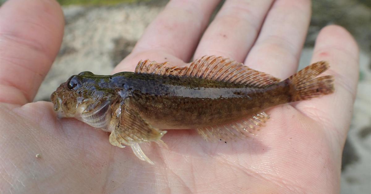 Striking appearance of the Sculpin, known in scientific circles as Cottidae.