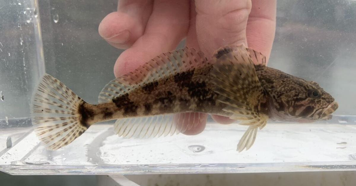 Visual of Sculpin, or Ikan Sculpin in Indonesian, showcasing its beauty.