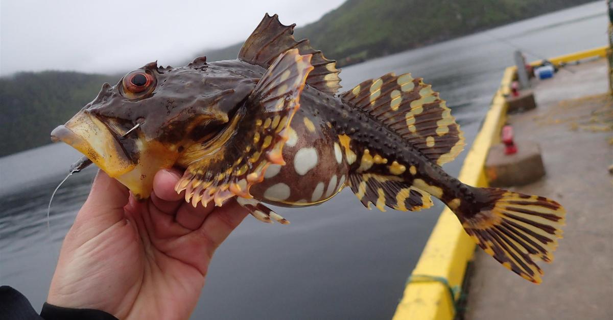 Close-up view of the Sculpin, known as Ikan Sculpin in Indonesian.