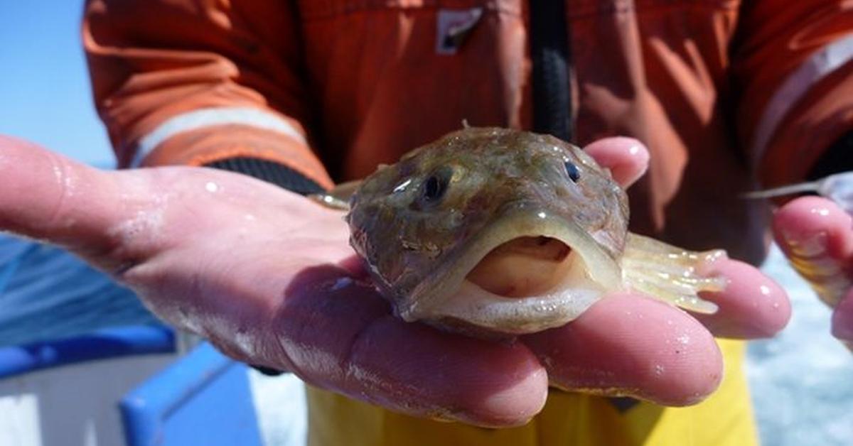 Close-up view of the Sculpin, known as Ikan Sculpin in Indonesian.