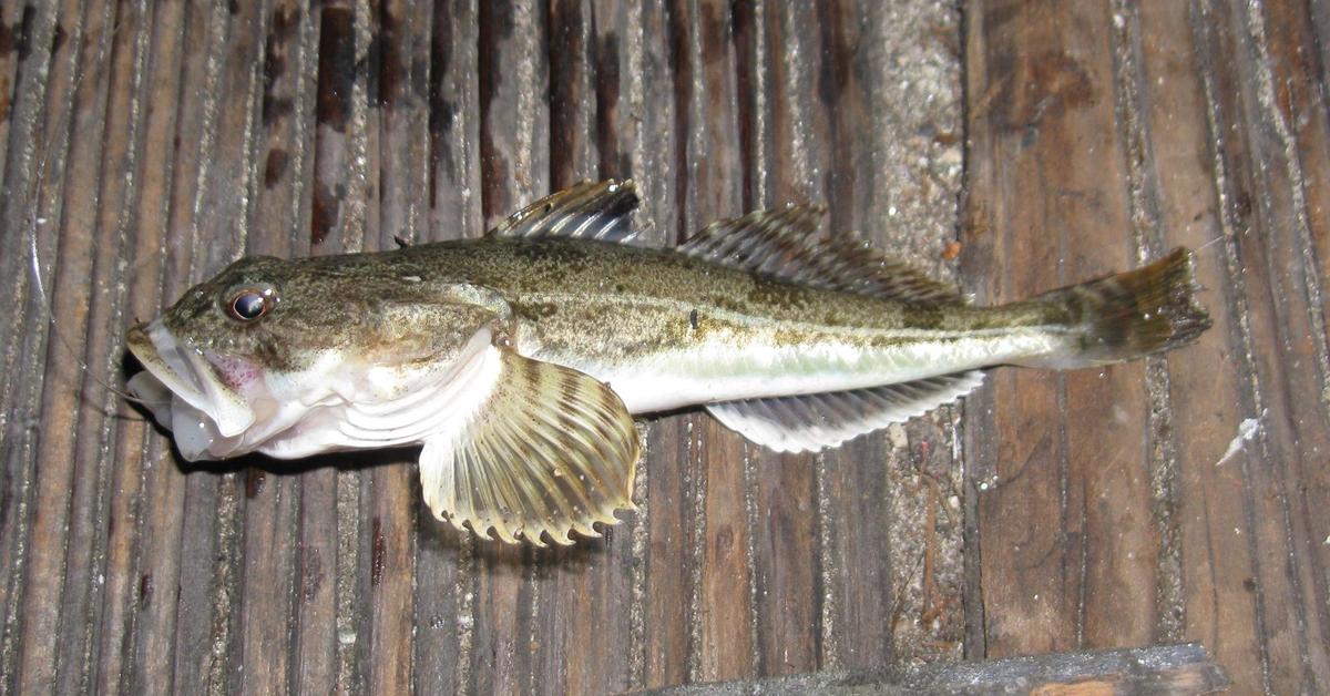 Natural elegance of the Sculpin, scientifically termed Cottidae.