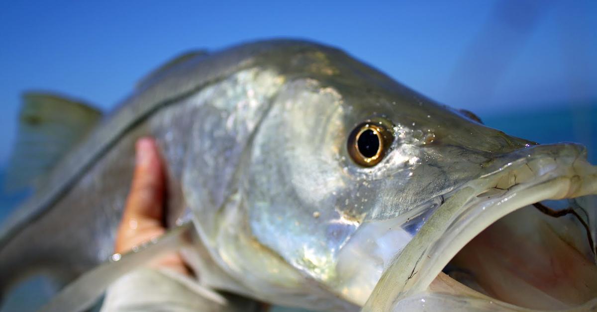 Picture of Snook Fish, known in Indonesia as Ikan Snook.