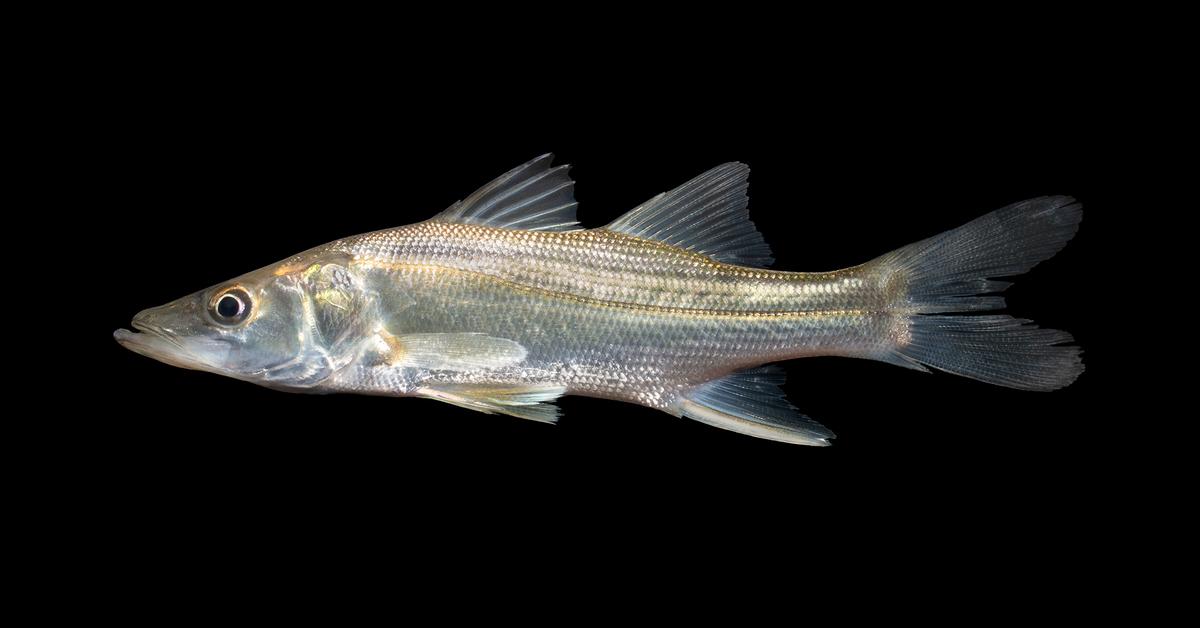 Graceful Snook Fish, a creature with the scientific name Centropomus undecimalis.