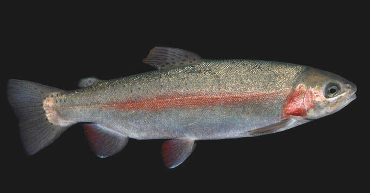 Insightful look at the Steelhead Salmon, known to Indonesians as Salmon Steelhead.