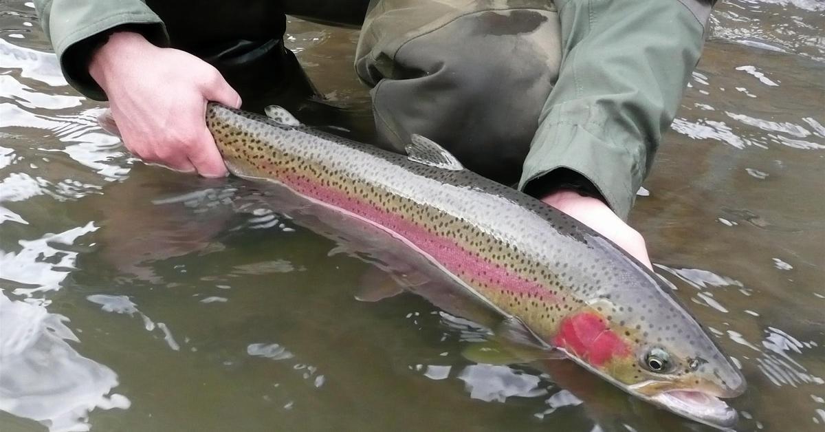 Captivating view of the Steelhead Salmon, known in Bahasa Indonesia as Salmon Steelhead.