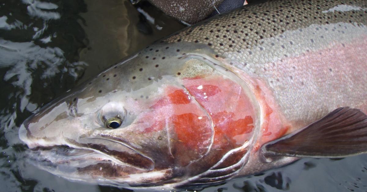 Charming view of the Steelhead Salmon, in Indonesia referred to as Salmon Steelhead.