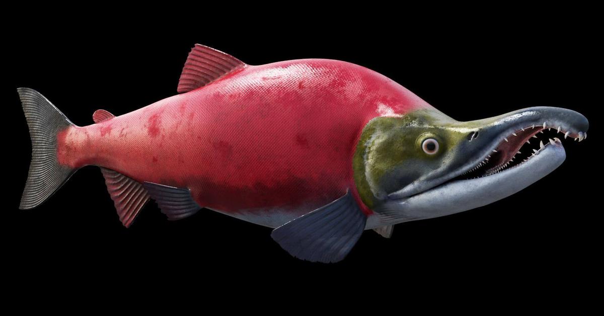 Detailed shot of the Sockeye Salmon, or Oncorhynchus nerka, in its natural setting.