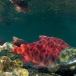 Enchanting Sockeye Salmon, a species scientifically known as Oncorhynchus nerka.