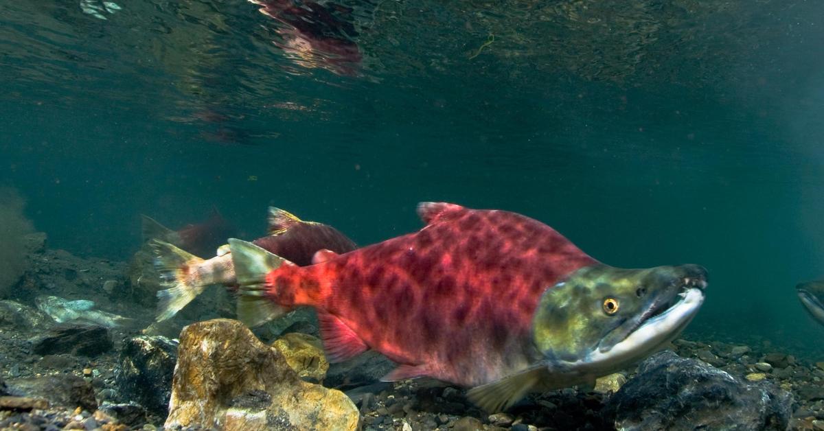 Enchanting Sockeye Salmon, a species scientifically known as Oncorhynchus nerka.