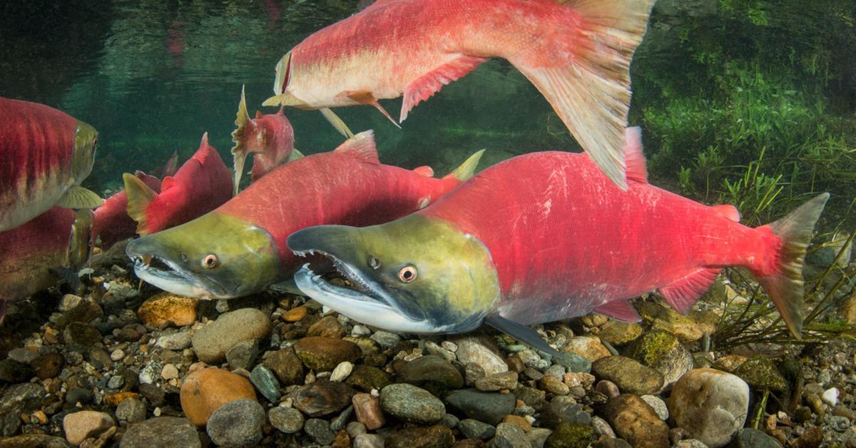 Captivating shot of the Sockeye Salmon, or Salmon Sockeye in Bahasa Indonesia.