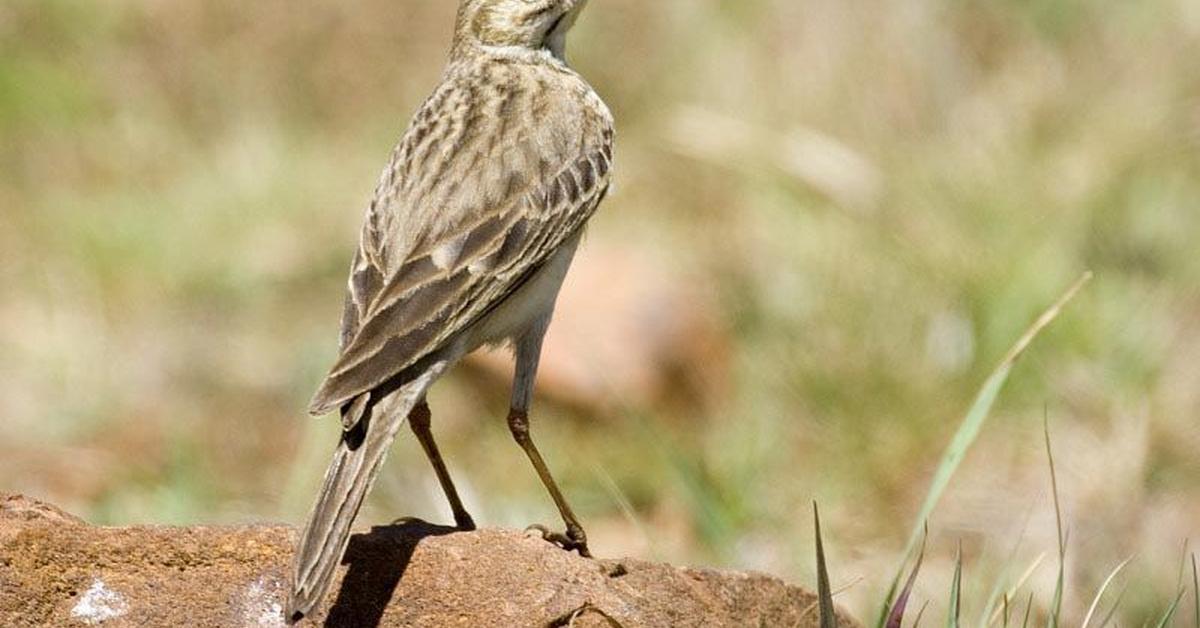 The majestic Savannah Sparrow, also called Burung Pipit Savannah in Indonesia, in its glory.