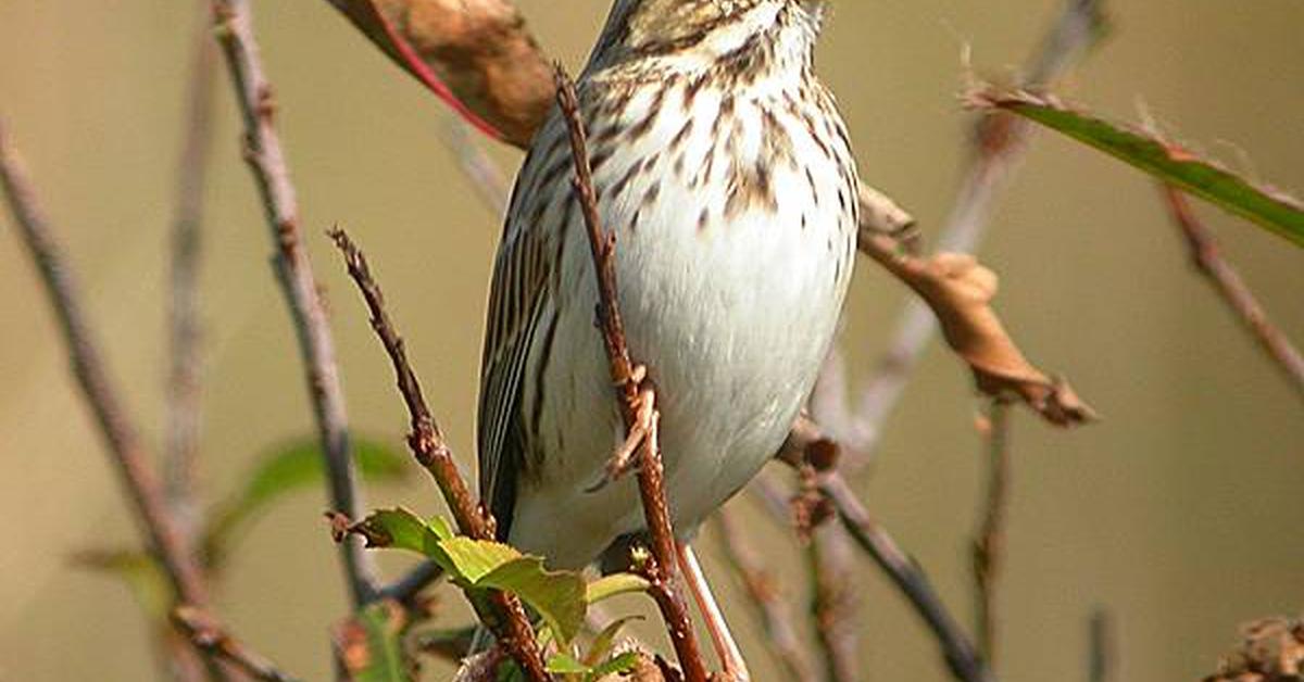 The Savannah Sparrow, an example of Passerculus sandwichensis, in its natural environment.