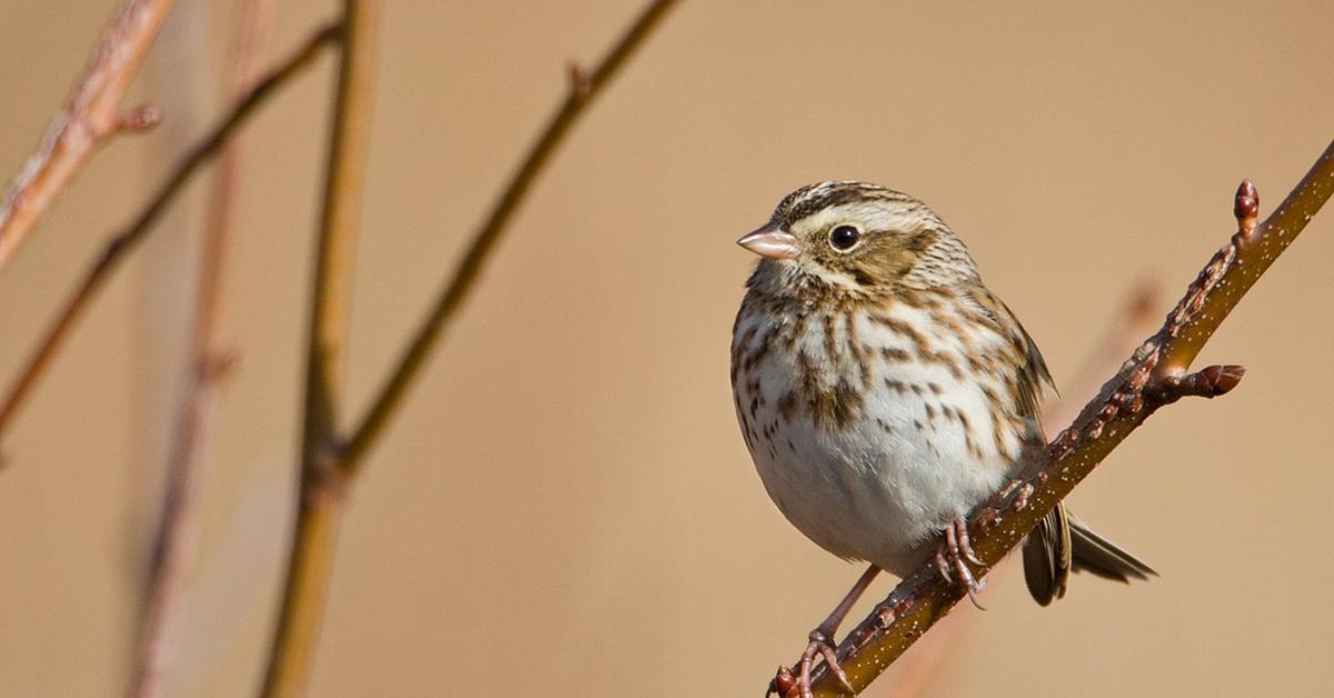 Captured beauty of the Savannah Sparrow, or Passerculus sandwichensis in the scientific world.