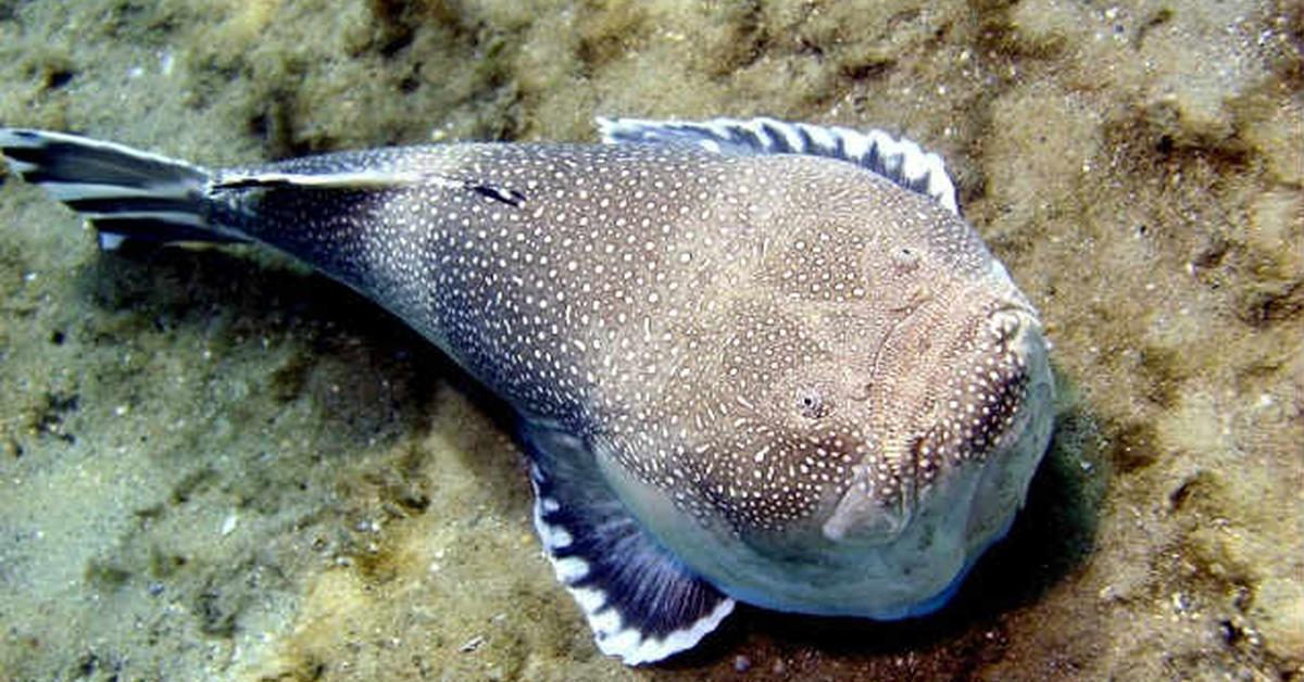 Close-up view of the Stargazer Fish, known as Ikan Stargazer in Indonesian.