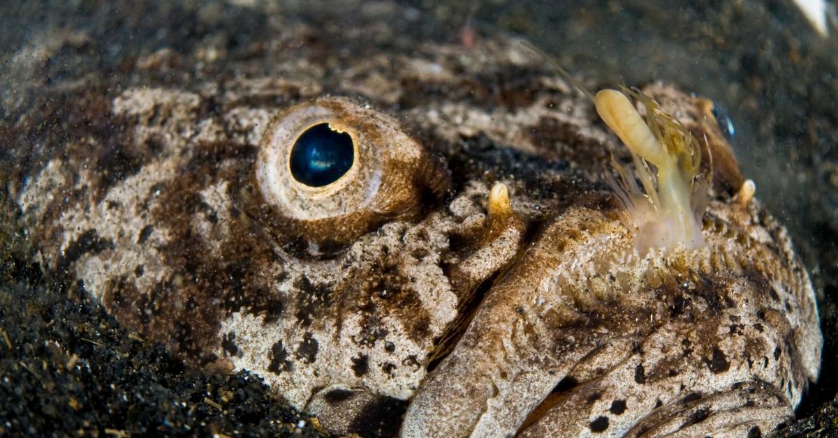 Snapshot of the intriguing Stargazer Fish, scientifically named Uranoscopus scaber.