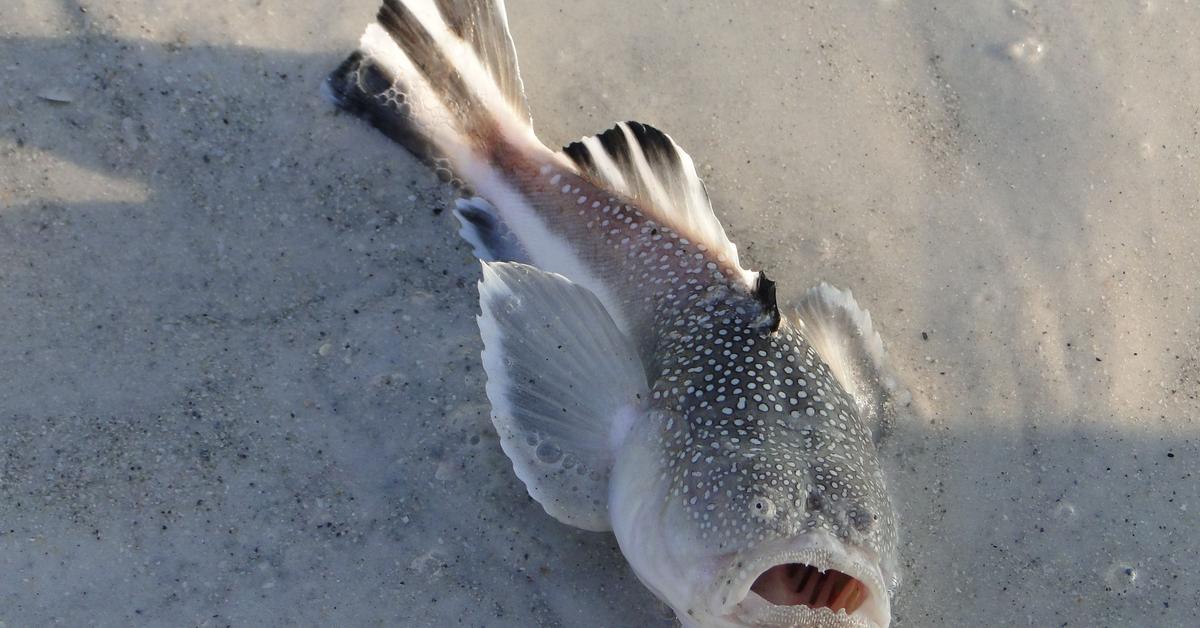 Elegant portrayal of the Stargazer Fish, also known as Uranoscopus scaber.