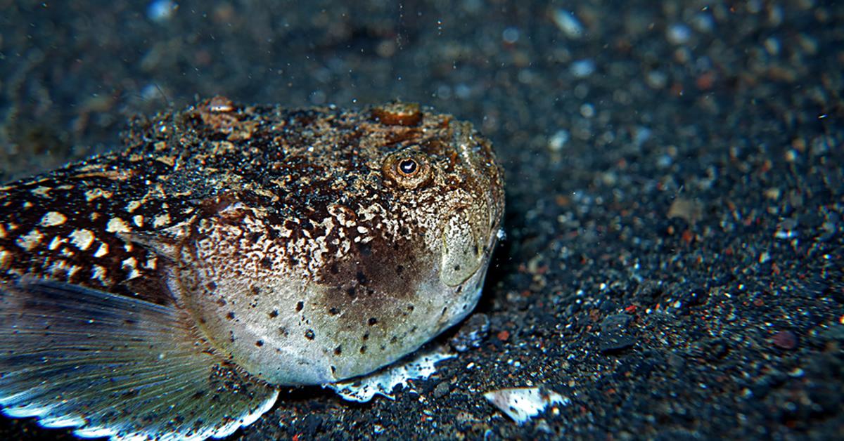 Elegant Stargazer Fish in its natural habitat, called Ikan Stargazer in Indonesia.