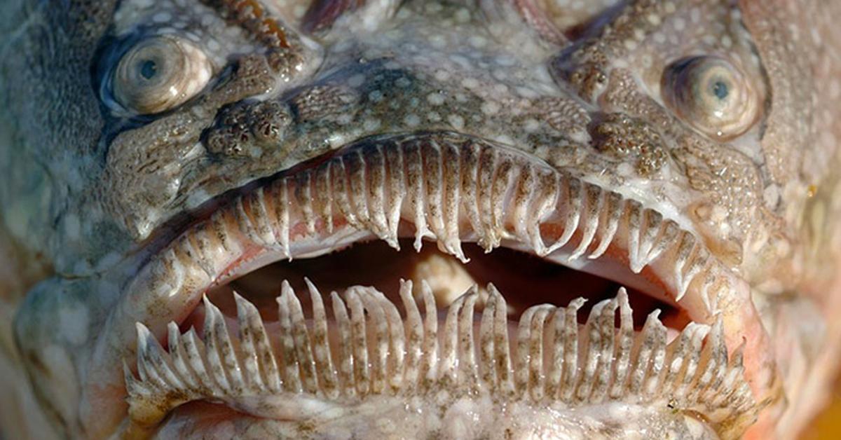 Dynamic image of the Stargazer Fish, popularly known in Indonesia as Ikan Stargazer.