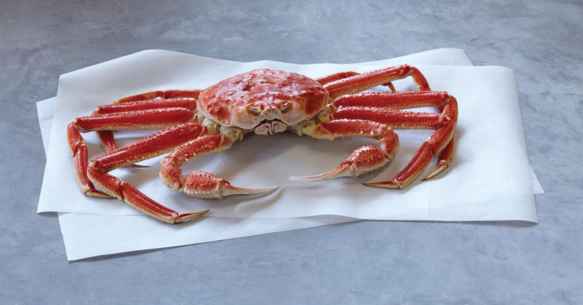 Elegant portrayal of the Snow Crab, also known as C. opilio.