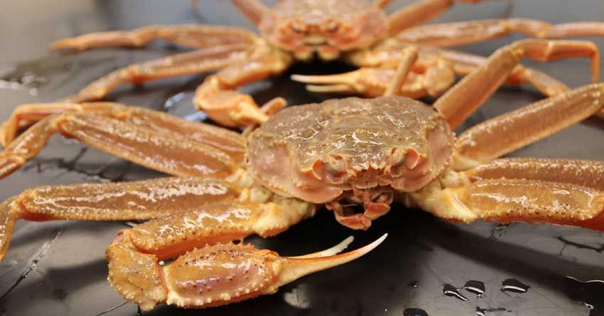 Visual representation of the Snow Crab, recognized in Indonesia as Kepiting Salju.