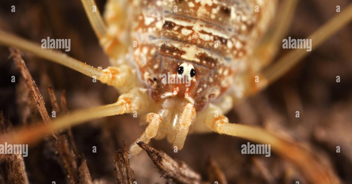 Detailed shot of the Snow Crab, or C. opilio, in its natural setting.