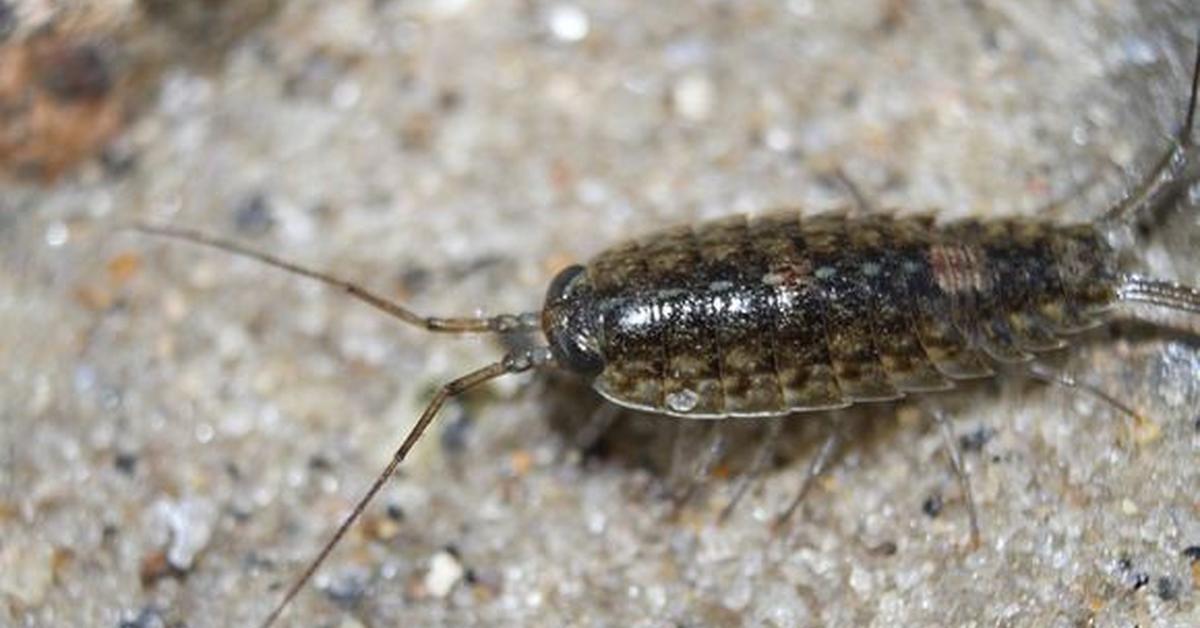 Distinctive Sea Roach, in Indonesia known as Kepiting Laut, captured in this image.