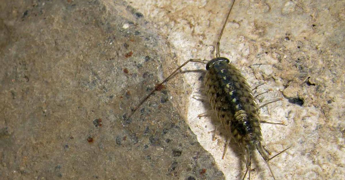 Glimpse of the Sea Roach, known in the scientific community as Ligia exotica.