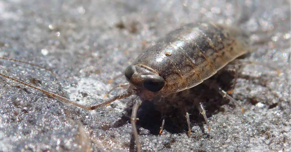 Close encounter with the Sea Roach, scientifically called Ligia exotica.