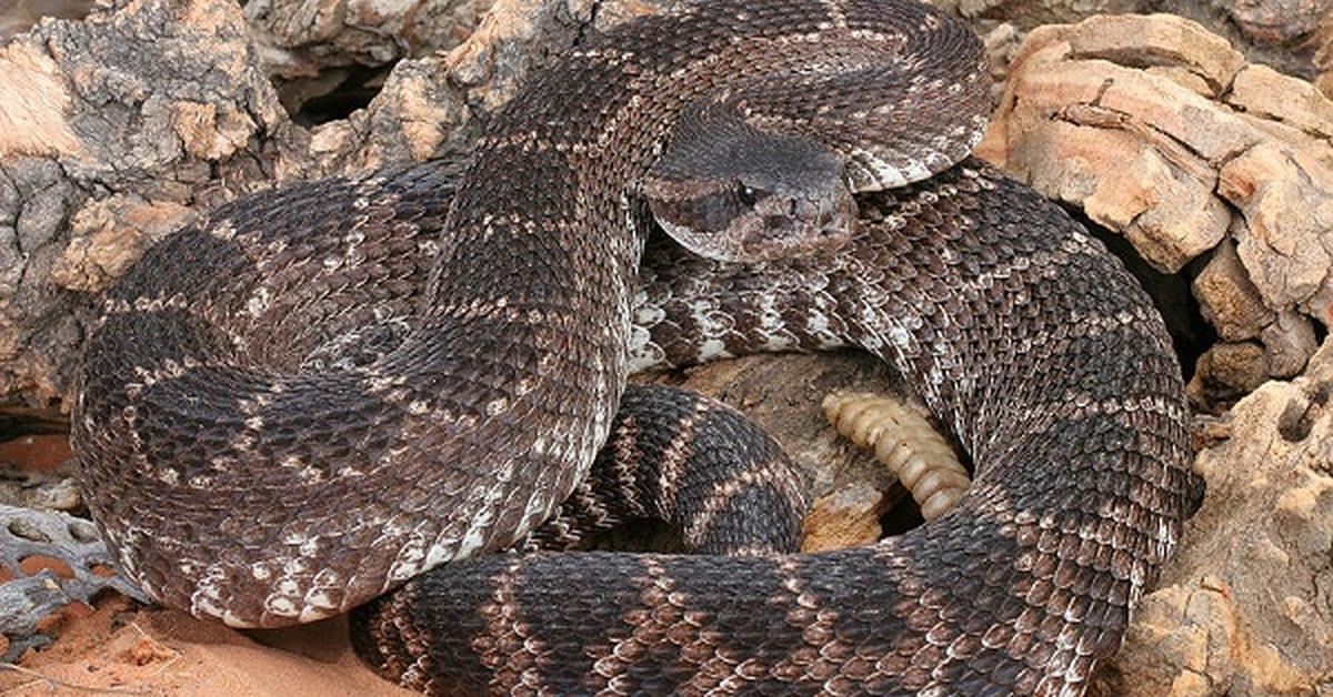 Image showcasing the Southern Pacific Rattlesnake, known in Indonesia as Ular Berbisa Selatan Pasifik.