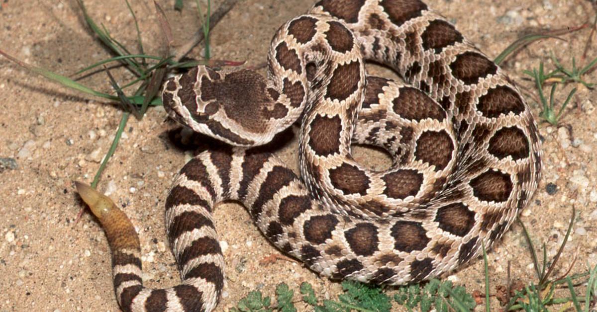 Captured moment of the Southern Pacific Rattlesnake, in Indonesia known as Ular Berbisa Selatan Pasifik.