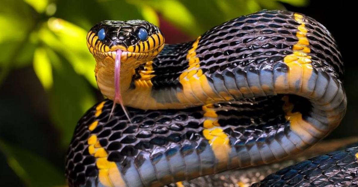 A look at the Southern Pacific Rattlesnake, also recognized as Ular Berbisa Selatan Pasifik in Indonesian culture.