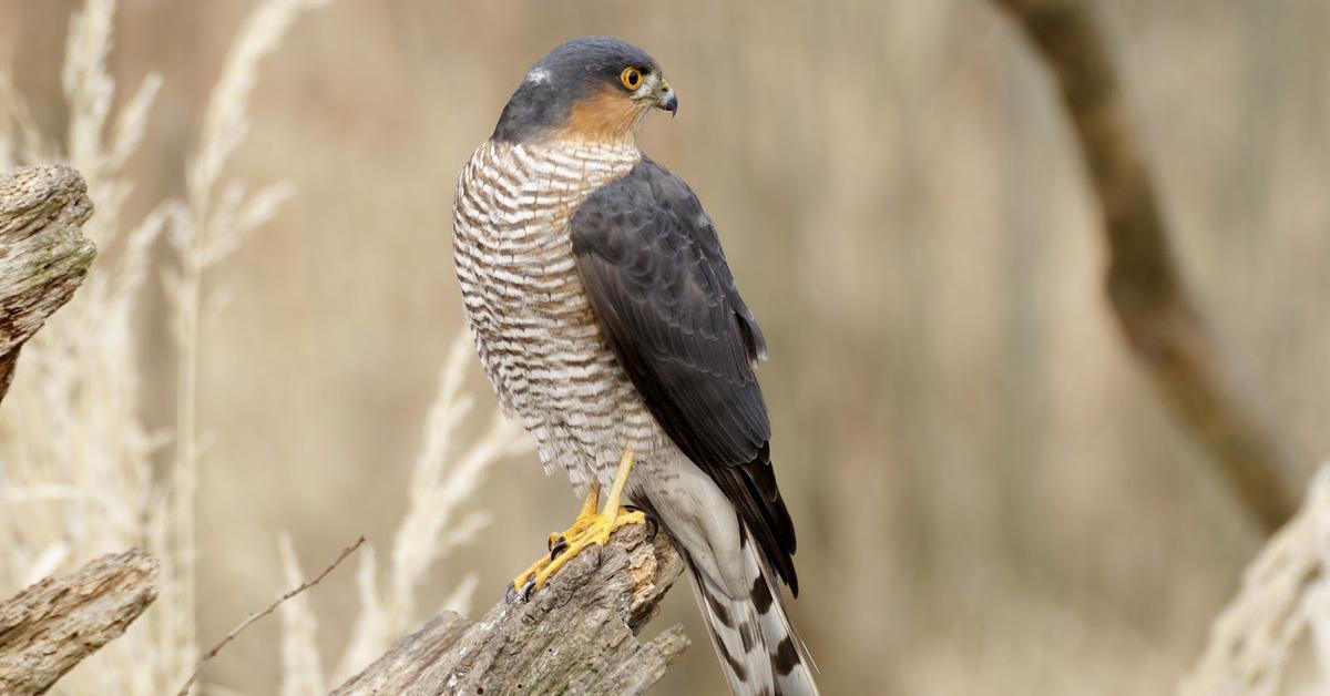 Vibrant snapshot of the Sparrowhawk, commonly referred to as Elang Pipit in Indonesia.