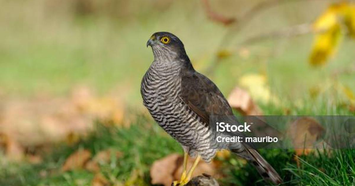 Picture of Sparrowhawk, known in Indonesia as Elang Pipit.