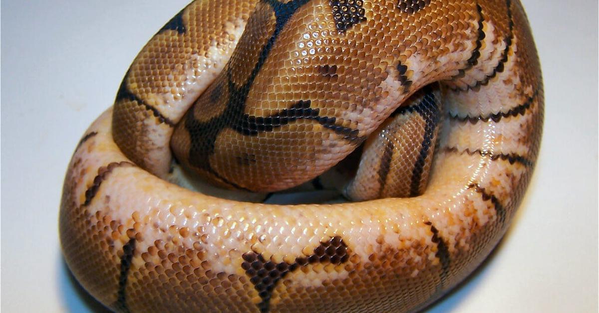 Graceful Spider Ball Python, a creature with the scientific name Python regius.