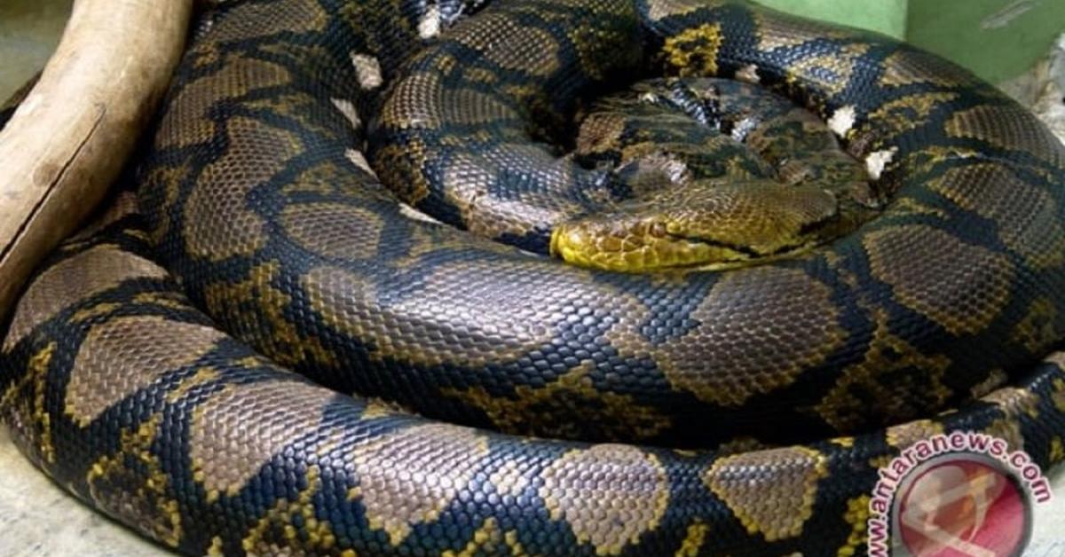 Splendid image of the Spider Ball Python, with the scientific name Python regius.